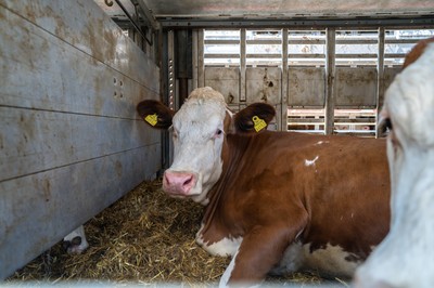 Kráva v transportu na hranicích v Turecku - Nevinné oběti